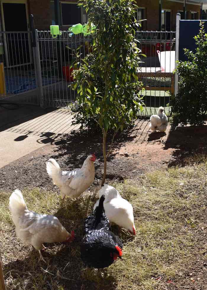 Chickens at the Sunny Hills Child Care centre